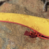Kangling with Yellow Brocade - Image 4