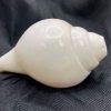 Conch, plain, Temple Quality - Image 4