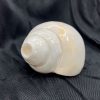 Conch, plain, Temple Quality
