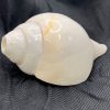 Conch, plain, Temple Quality - Image 2