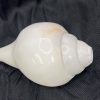 Conch, plain, Temple Quality - Image 3